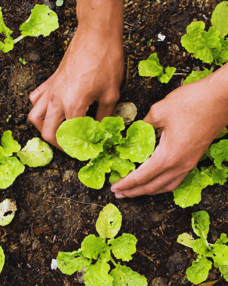 Ogród jesienią – co sadzić, aby cieszyć się pięknem i plonami w kolejnym roku?
