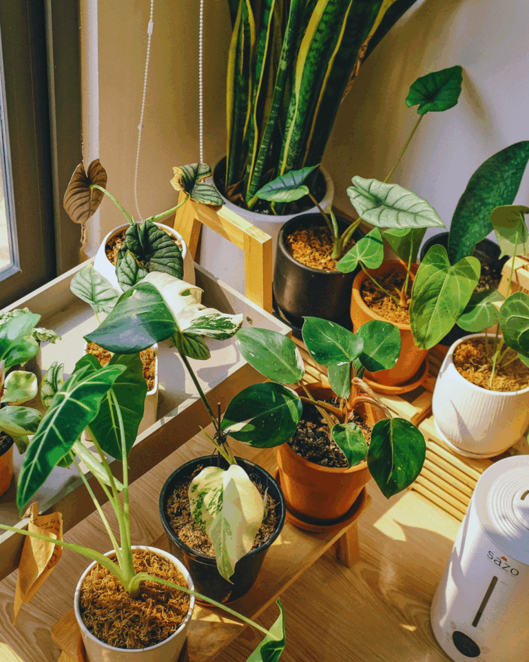 Najłatwiejsze rośliny do hodowli w domu – 10 gatunków, które pokochają nawet początkujący 🌿