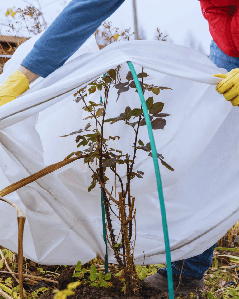 Jak przygotować ogród do zimy – praktyczny przewodnik krok po kroku
