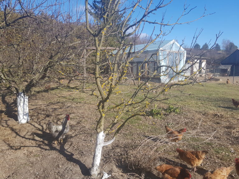 Ogród w listopadzie – 12 kluczowych prac, które warto wykonać przed zimą