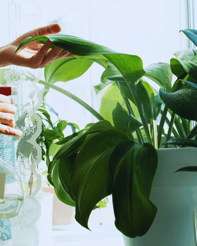 Rośliny doniczkowe jesienią – jak o nie dbać, gdy dni są krótsze? [Poradnik dla początkujących]