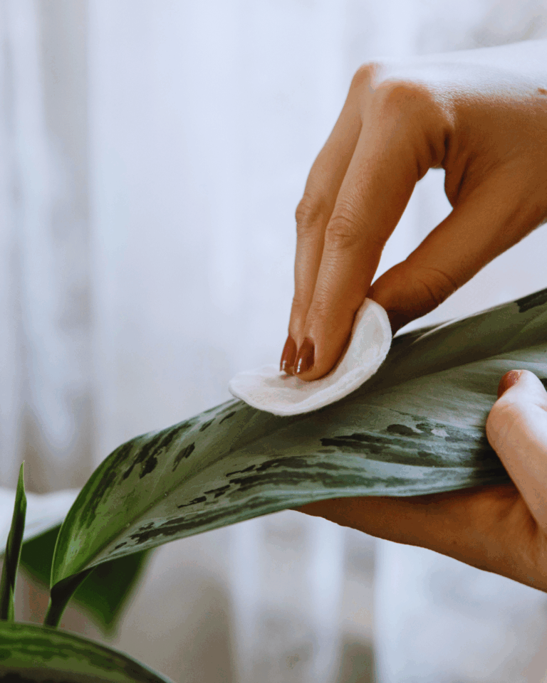 Jak dbać o rośliny doniczkowe zimą – kompletny przewodnik dla początkujących i nie tylko