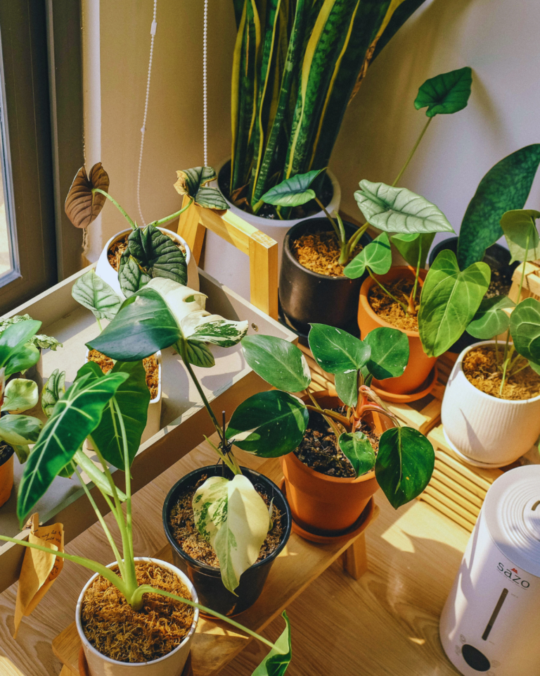 Pleśń na ziemi w doniczce – skąd się bierze i jak ją skutecznie usunąć?