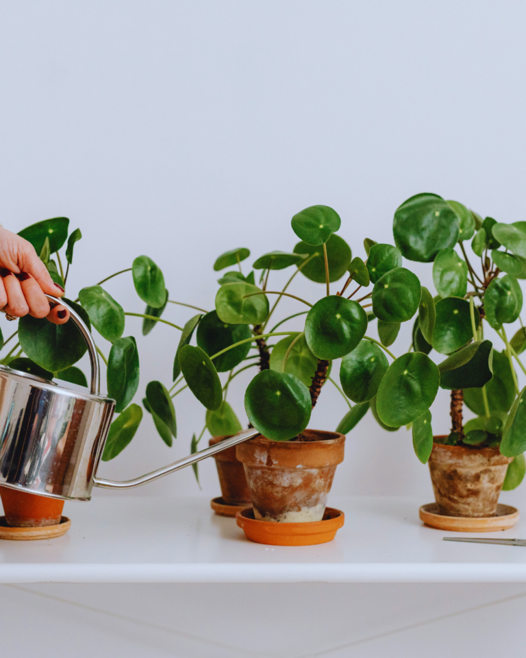 Jak podlewać rośliny zimą, żeby ich nie przelać? 7 prostych zasad dla zdrowych doniczek