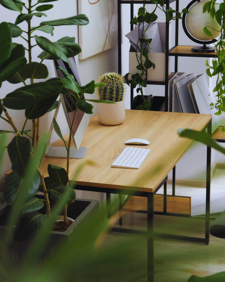 Rośliny idealne do mieszkań z małą ilością światła – 10 gatunków, które pokochasz