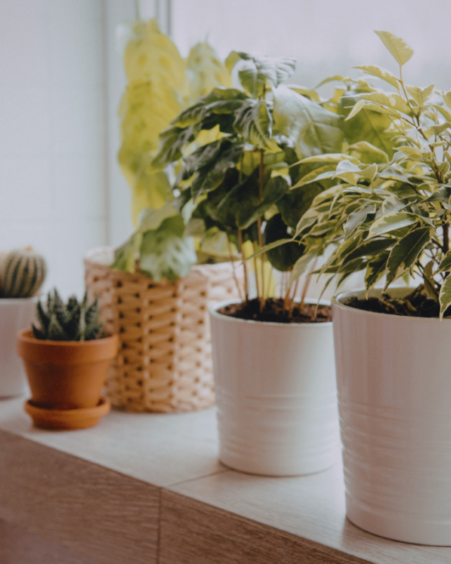 Suche powietrze w domu — jak chronić rośliny przed przesuszeniem?