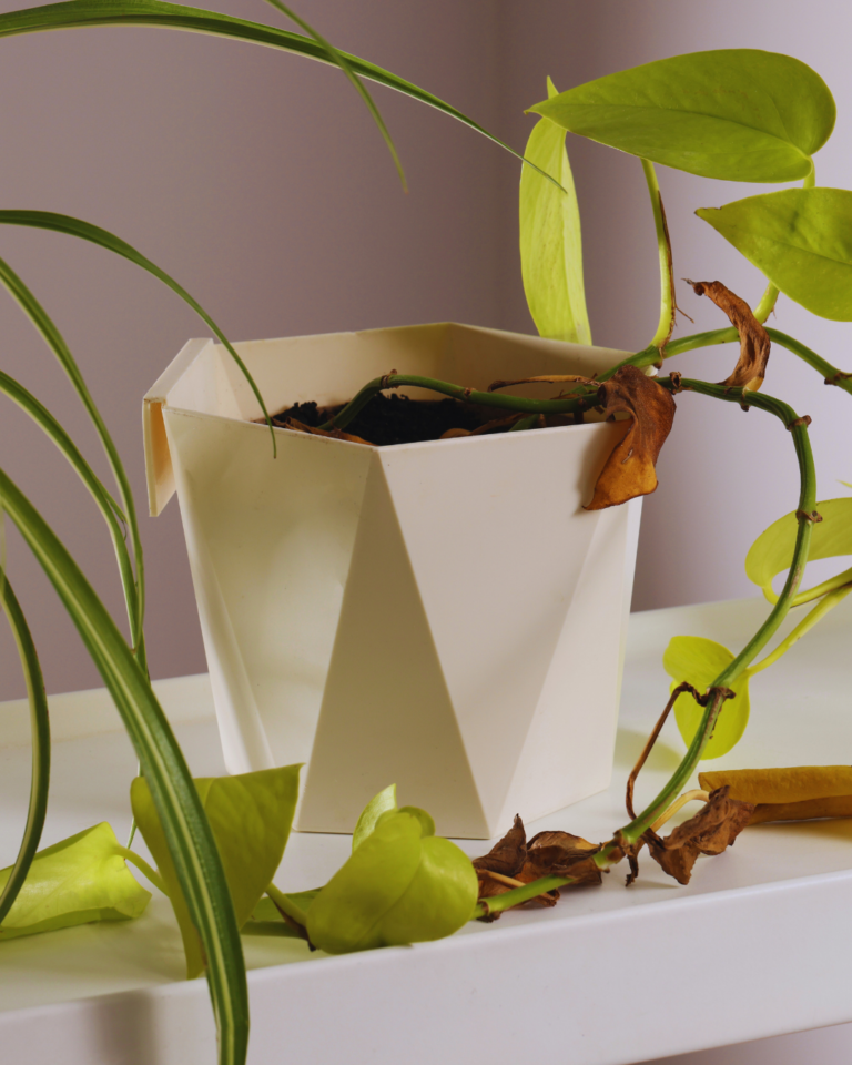 Przesuszona roślina – co zrobić zanim będzie za późno?