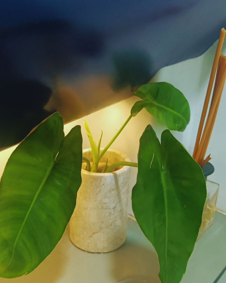 Najczęstszy zimowy błąd początkujących plant parent – i jak go uniknąć