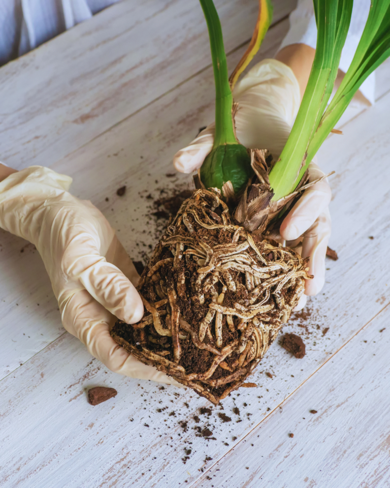 Objaw to nie diagnoza rośliny – nie pogorsz sytuacji